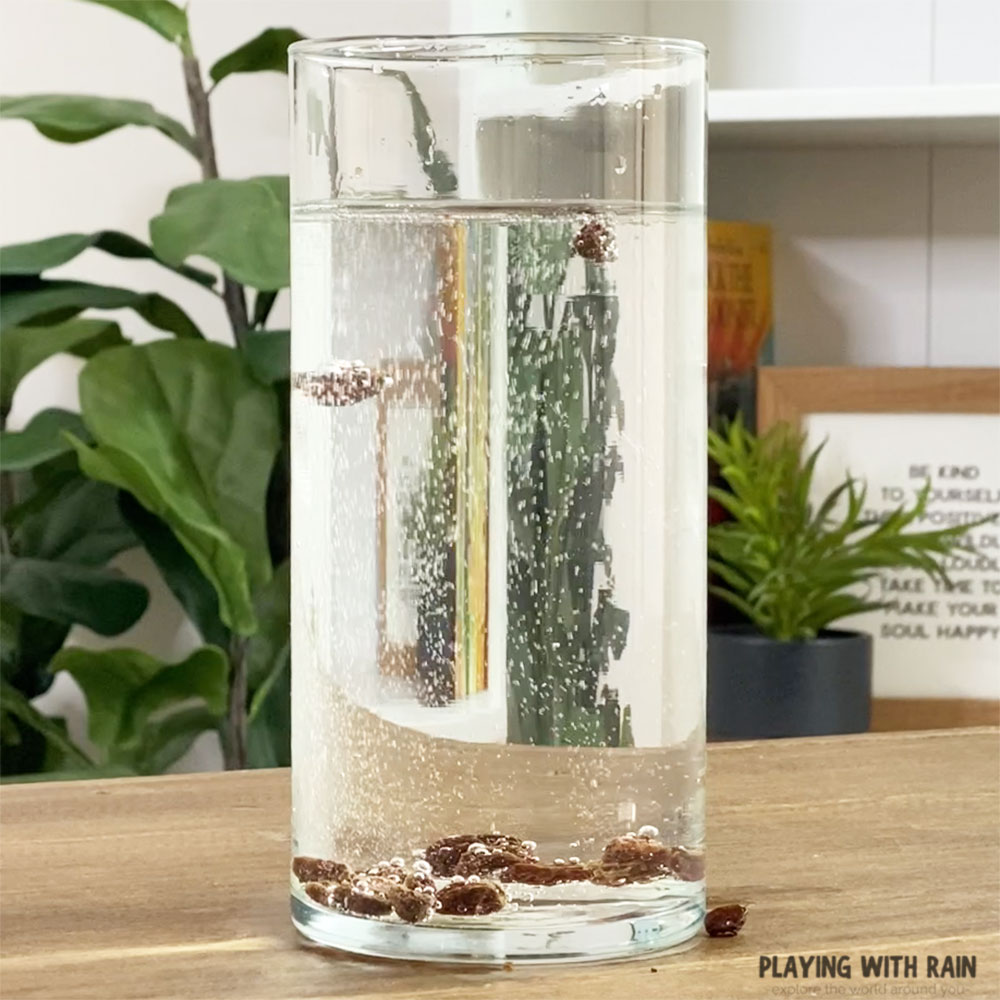 Watch raisins float and sink in this cool experiment